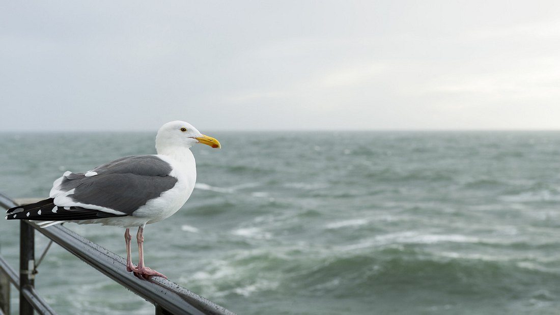 Möwe blickt melancholisch aufs Meer Möwe blickt melancholisch aufs Meer