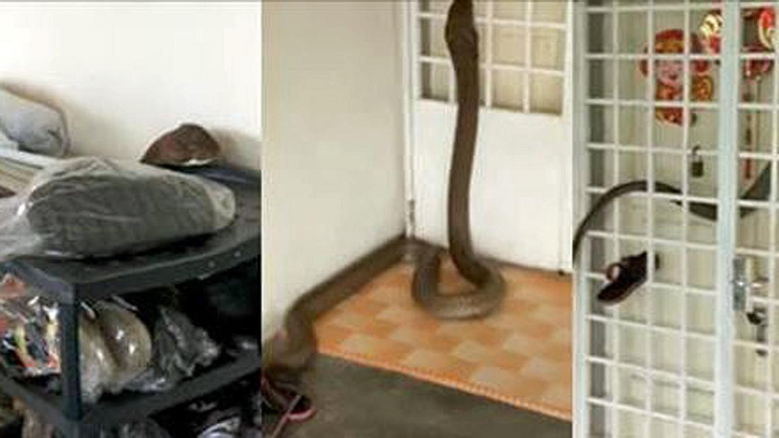 XXL-Kobra: Eine Monster-Giftschlange schlängelt sich in ein Appartement in Malyasia
