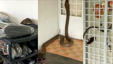 XXL-Kobra: Eine Monster-Giftschlange schlängelt sich in ein Appartement in Malyasia - Foto: YouTube/Storyful 