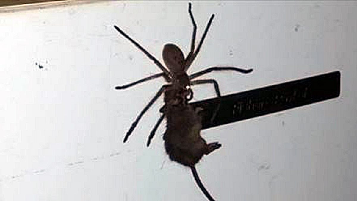 Hier fängt eine australische Monster-Spinne eine Maus