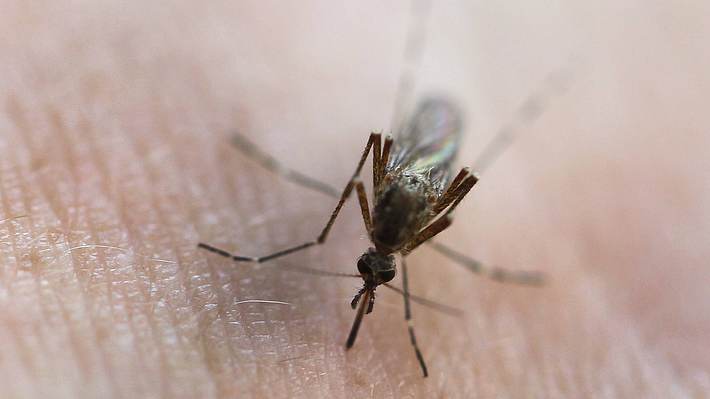 Mücke beim Blutsaugen - Foto: IMAGO / Andreas Gora