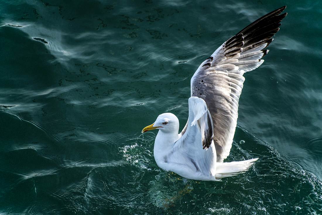 Möwe Möwe