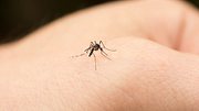 Mückenstiche jucken? 7 Hausmittel, die das Jucken sofort lindern - Foto: iStock / Jonathan Austin Daniels