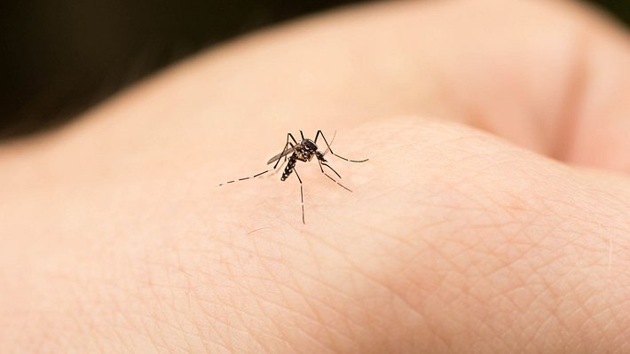Mückenstiche jucken? 7 Hausmittel, die das Jucken sofort lindern - Foto: iStock / Jonathan Austin Daniels