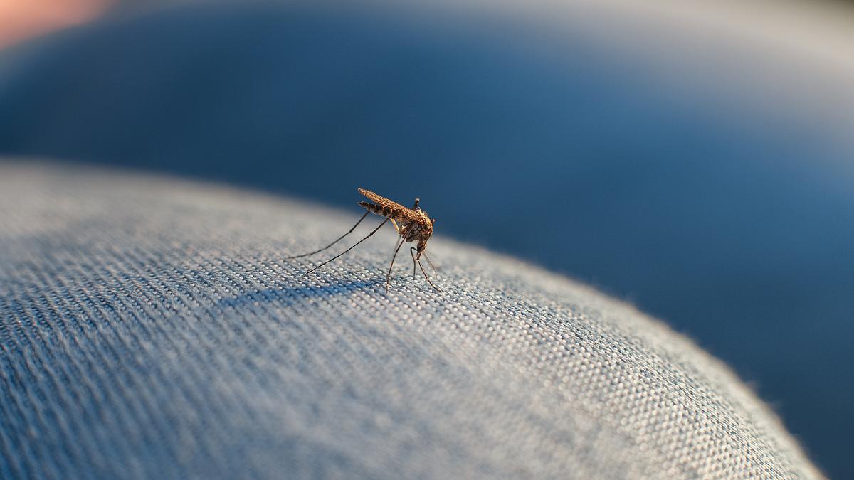 Mücke auf der Suche nach frischem Blut