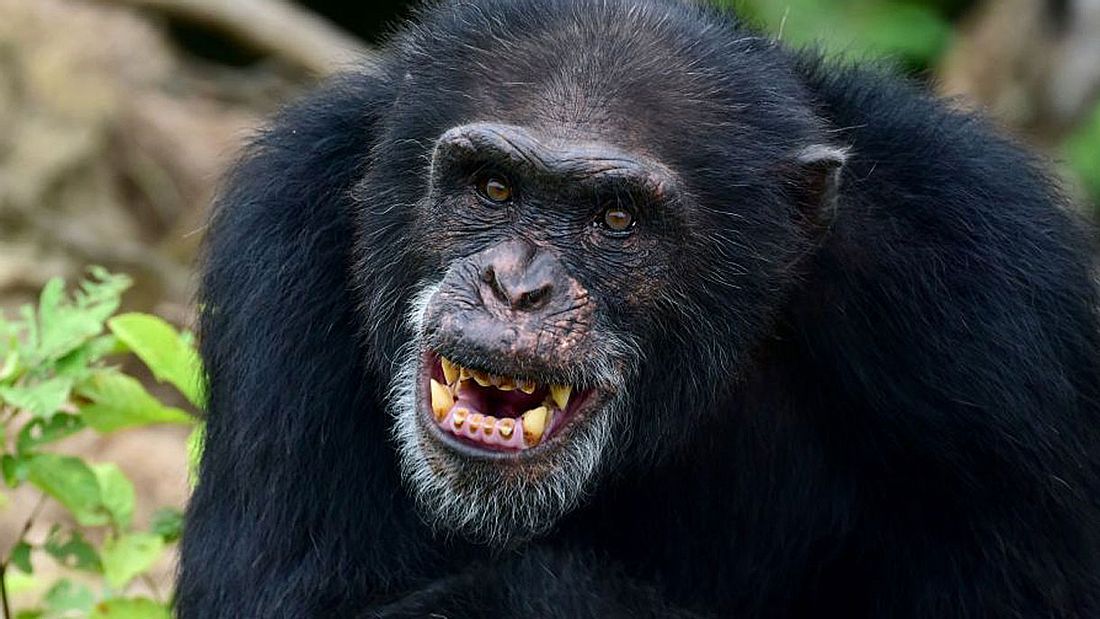 Aggressive Schimpansen auf Monkey Island (Symbolfoto). Aggressive Schimpansen auf Monkey Island (Symbolfoto).
