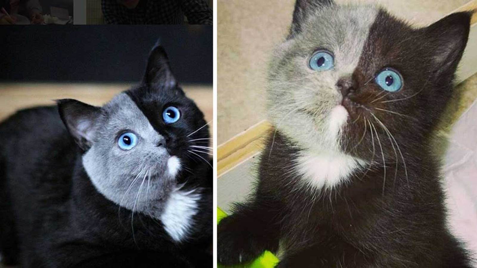 Die schönste Katze der Welt wird zur Internet-Sensation | Männersache