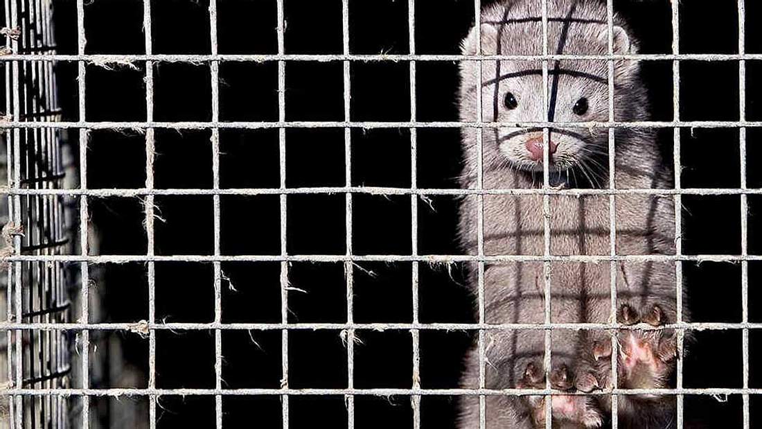 Norwegen lässt Pelzfarmen schließen Norwegen lässt Pelzfarmen schließen