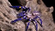 Vogelspinne - Foto: iStock/GlassEyeStock