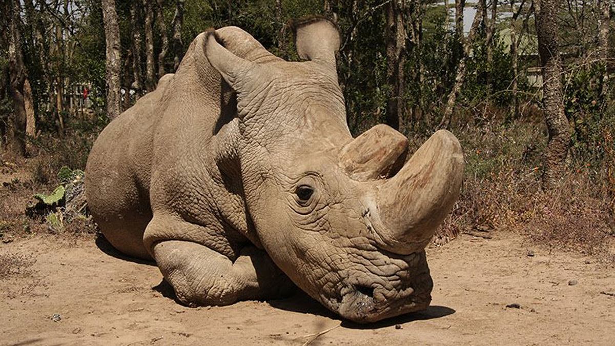 Letztes männliches Nördliches Breitmaulnashorn verstorben 