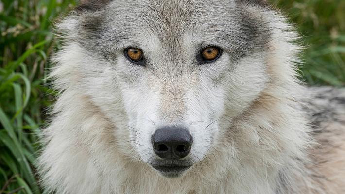 Wolf - Foto: iStock/gnagel