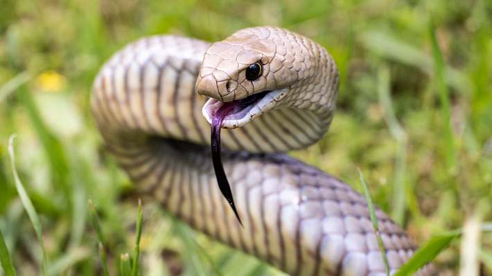 Östliche Braunschlange - Foto: iStock / Ken Griffiths