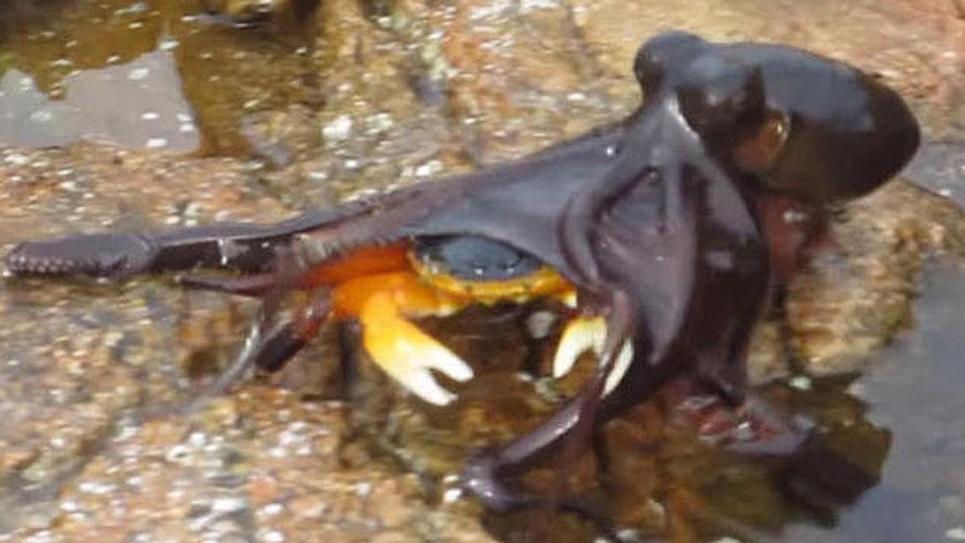 Ein Oktopus fängt eine Krabbe in Australien - Foto: YouTube/PorscheIndrisie