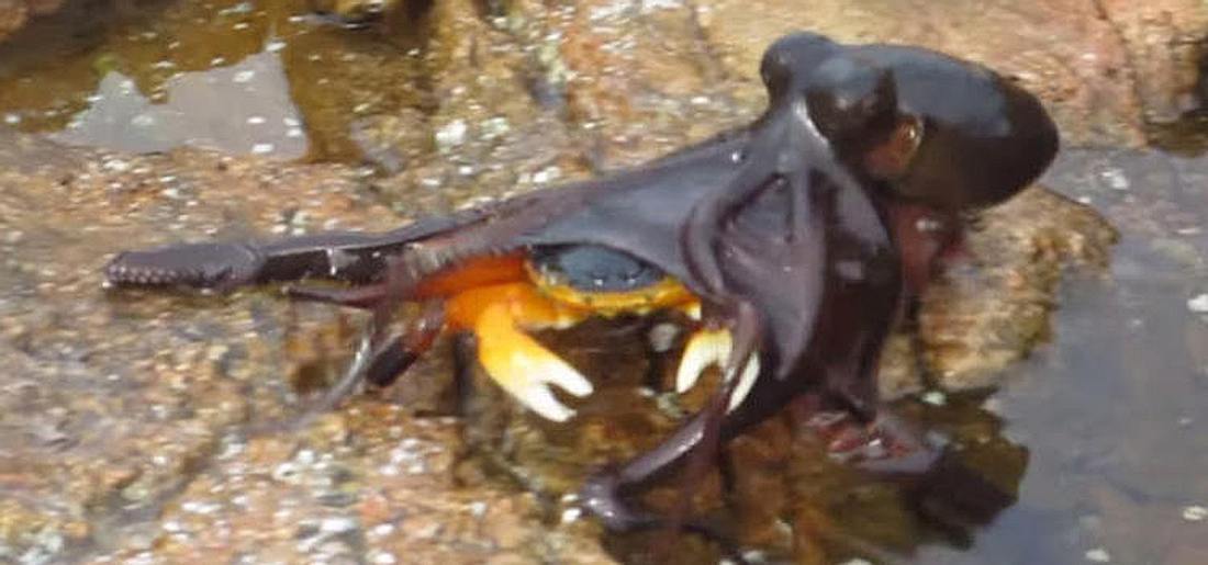 Ein Oktopus fängt eine Krabbe in Australien