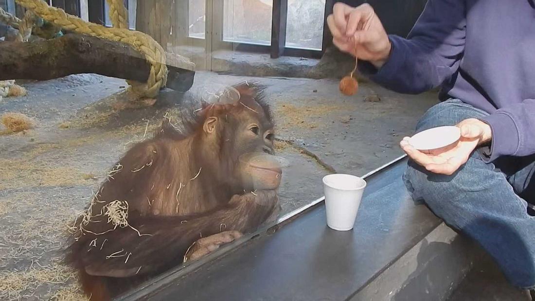 Affenstark! Dieser Orang-Utans flippt aus, nachdem ihm YouTuber Dan Zaleski einen Zaubertrick gezeigt hat YouTuber Dan Zaleski führt diesem Orang-Utans einen Zaubertrick vor