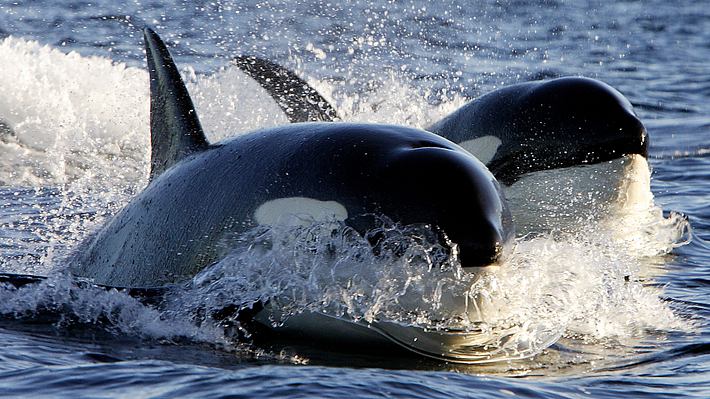 Zwei Orcas - Foto: iStock / Michel VIARD