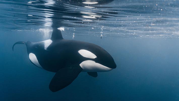 Orca - Foto: iStock / Wirestock