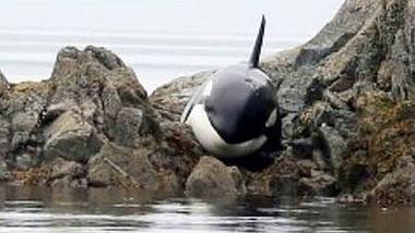 Kanadische Tierfreunde retten einen gestrandeten Orca vor dem Tod - Foto: YouTube/TheNational 
