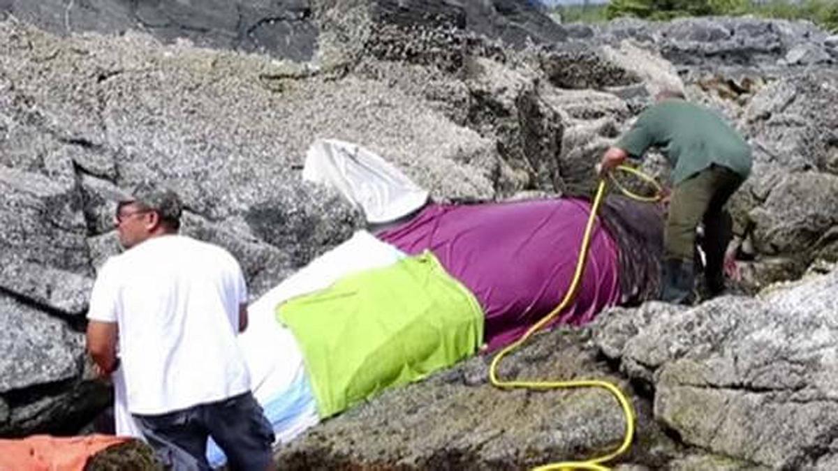 Eine Gruppe Freiwilliger hat einen gestrandeten Orca vor dem Tod gerettet
