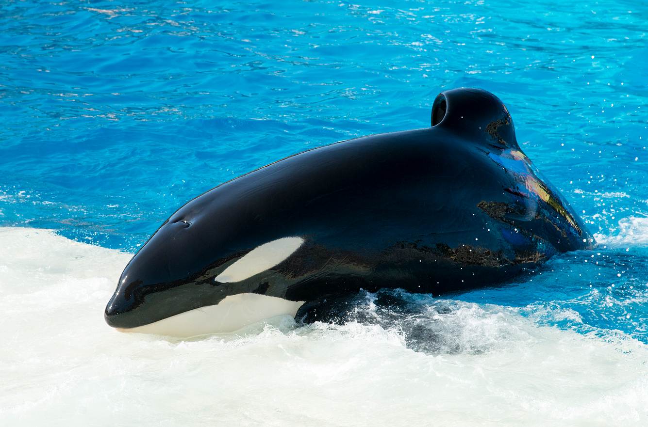 Orca in Gefangenschaft Orca in Gefangenschaft