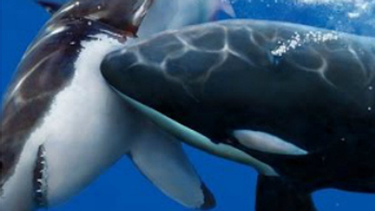 Drone filmt tödliche Jagd: Killer Wal versus Hai