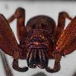 Huntsman-Spinne - Foto: iStock/Elias