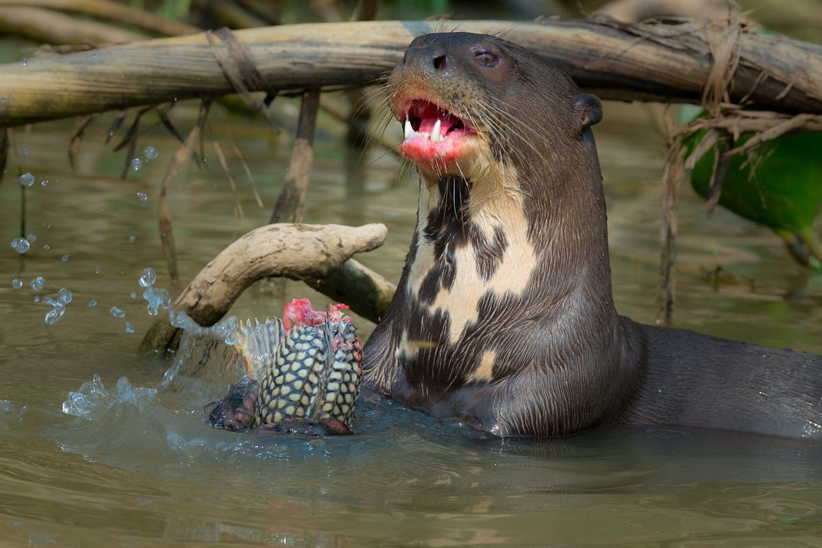 Otter frisst einen Fisch