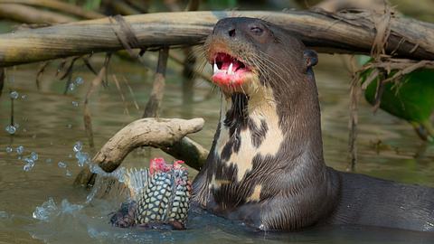 Otter frisst einen Fisch - Foto: iStock / mantaphoto