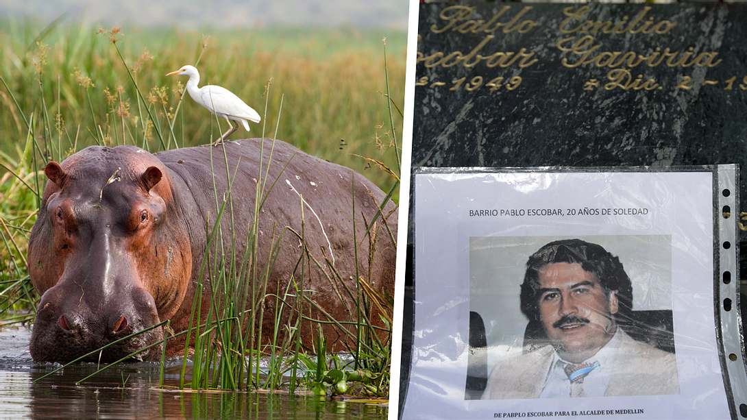 Pablo Escobars Nilpferde - Foto: Getty Images / RAUL ARBOLEDA; iStock / PB_Images