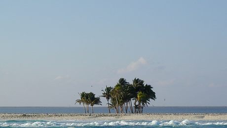 Palmen auf der Clipperton-Insel - Foto: Shannon Rankin, NOAA National Marine Fisheries Service