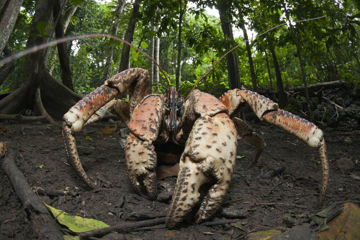 Palmendieb-Krabbe auf Straße im Dschungel