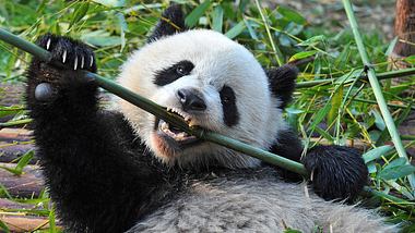 Ein Panda in Aktion - Foto: iStock / Hung_Chung_Chih