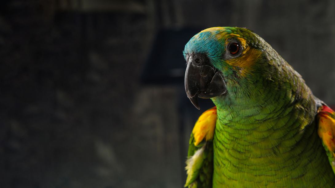 Papagei - Foto: iStock / Peter Hofstetter
