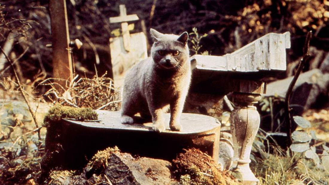 „Friedhof der Kuscheltiere“: Neuverfilmung des Stephen King-Horrors
