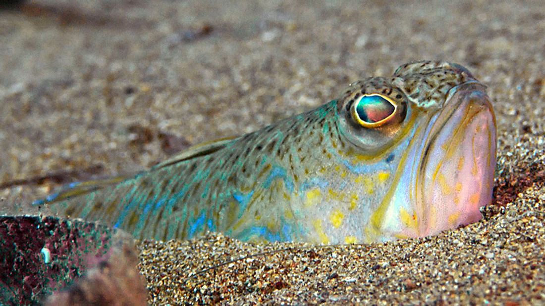 Petermännchen Petermännchen