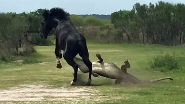 krokodil-attackiert-pferd-kampf-video - Foto: Screenshot YouTube/val Alvarez