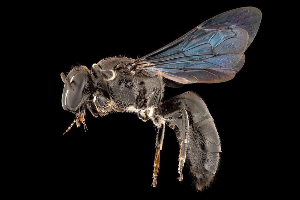 Bienenart Pharohylaeus lactiferus