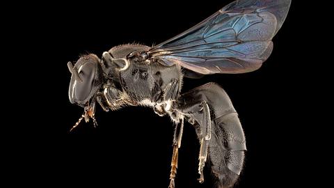 Bienenart Pharohylaeus lactiferus - Foto: James Dorey / Flinders University