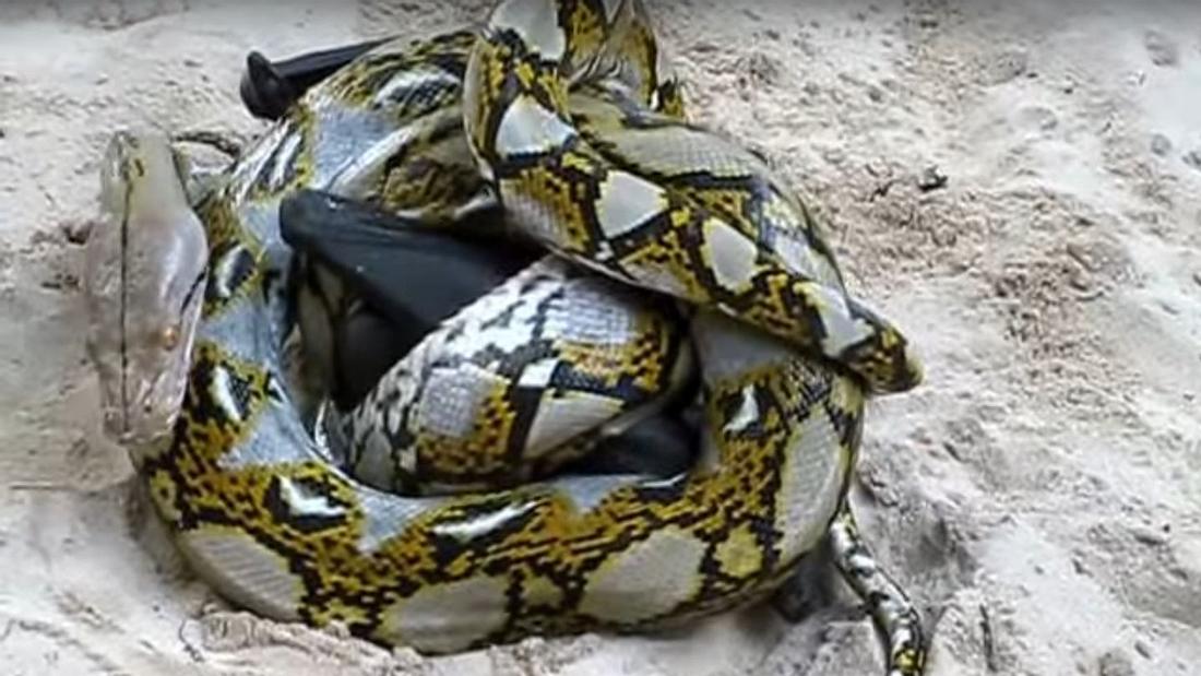 Todes-Battle: Fledermaus versus Python Todes-Battle: Fledermaus versus Python