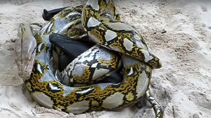 Todes-Battle: Fledermaus versus Python - Foto: Screenshot YouTube/jmvink