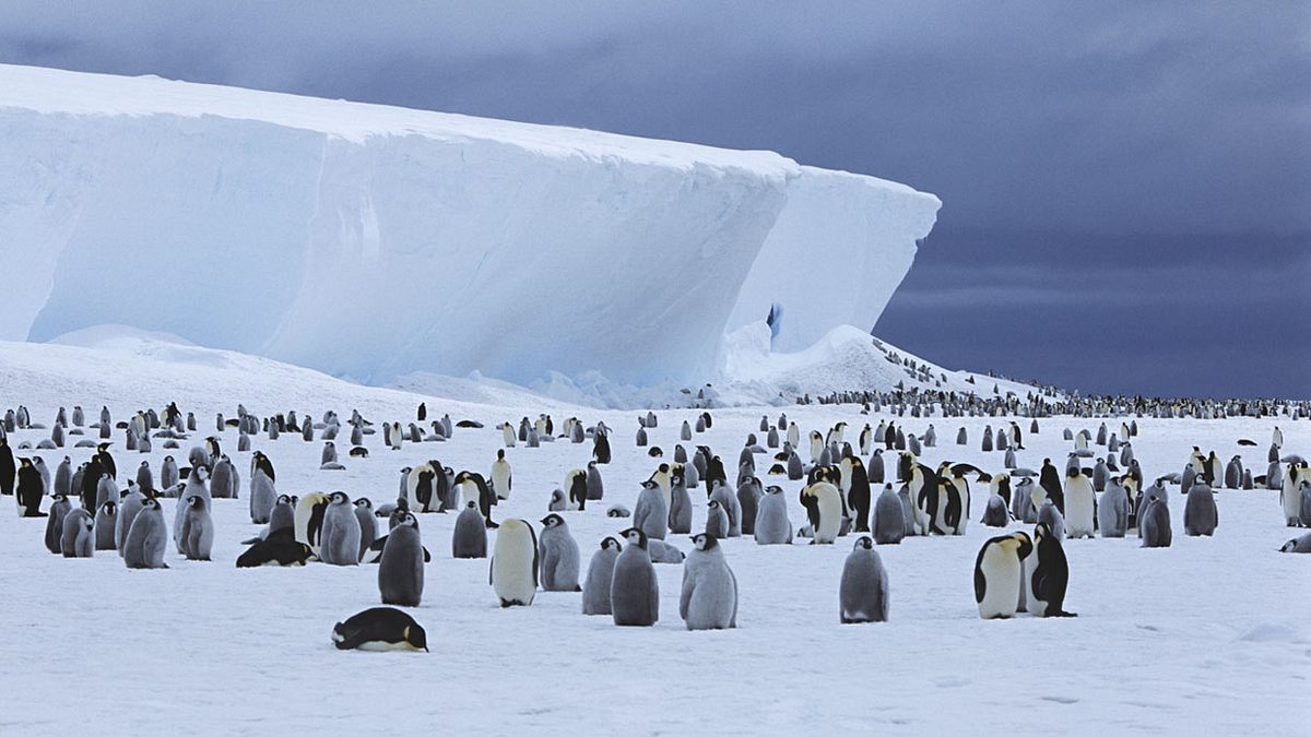 Die zweitgrößte Pinguin-Kolonie ist in der Antarktis verschwunden (Symbolfoto).