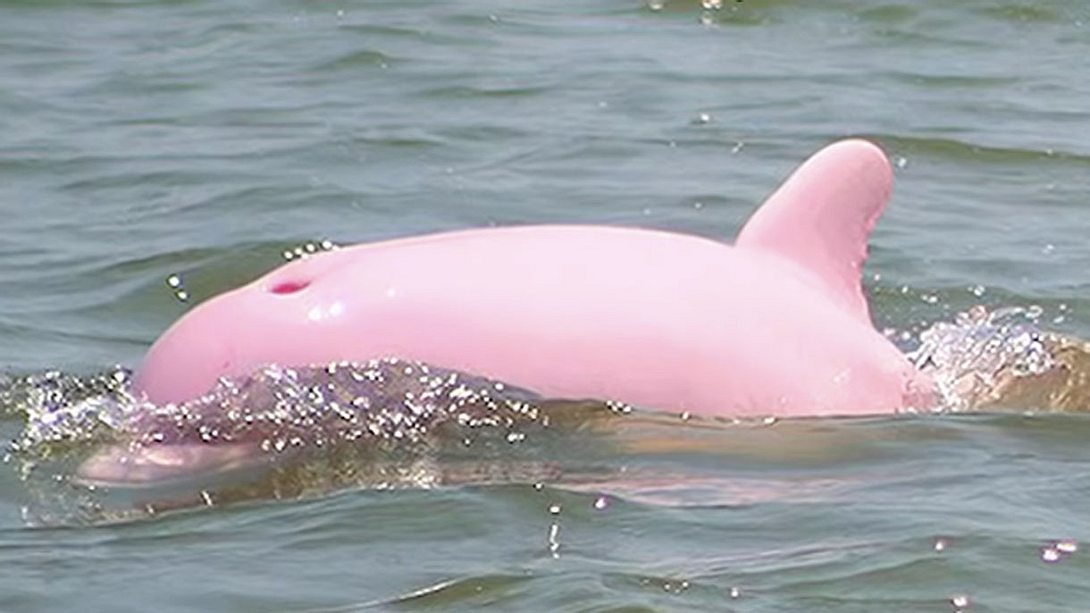 Pinky hat Nachwuchs bekommen - Foto: facebook / Pinky the Dolphin