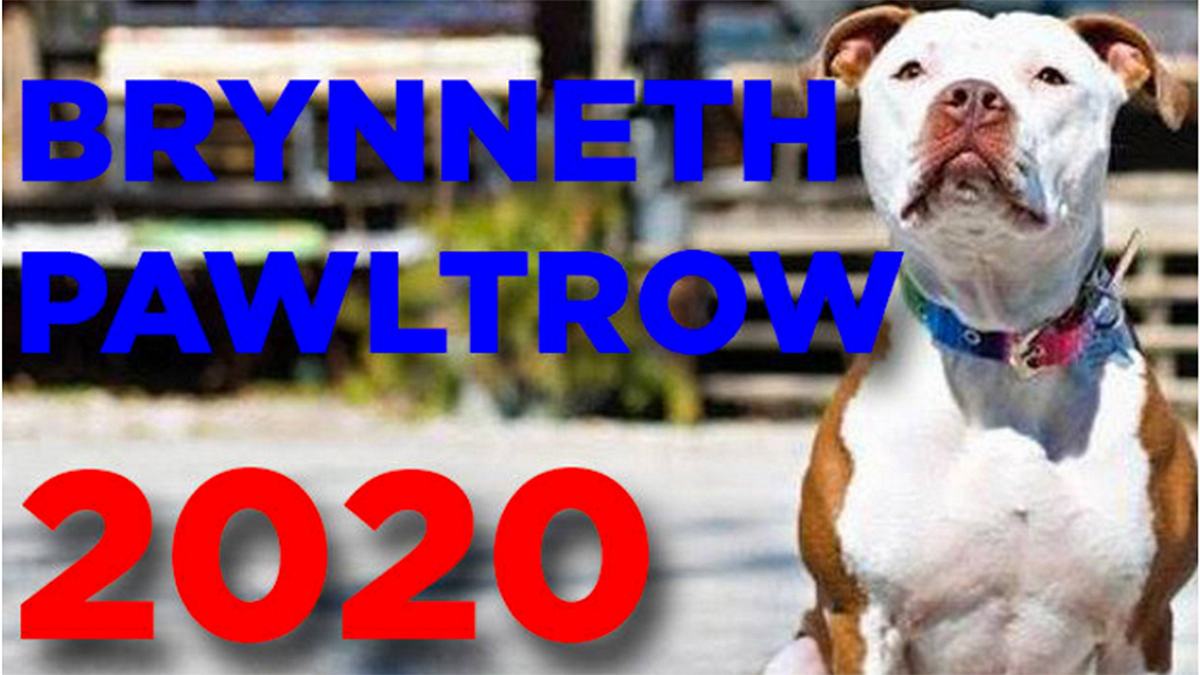3.300 Stimmen: Pitbull-Dame Brynneth Pawltrow (kurz Brynn) ist neue Bürgermeisterin der US-Kleinstadt Rabbit Hash