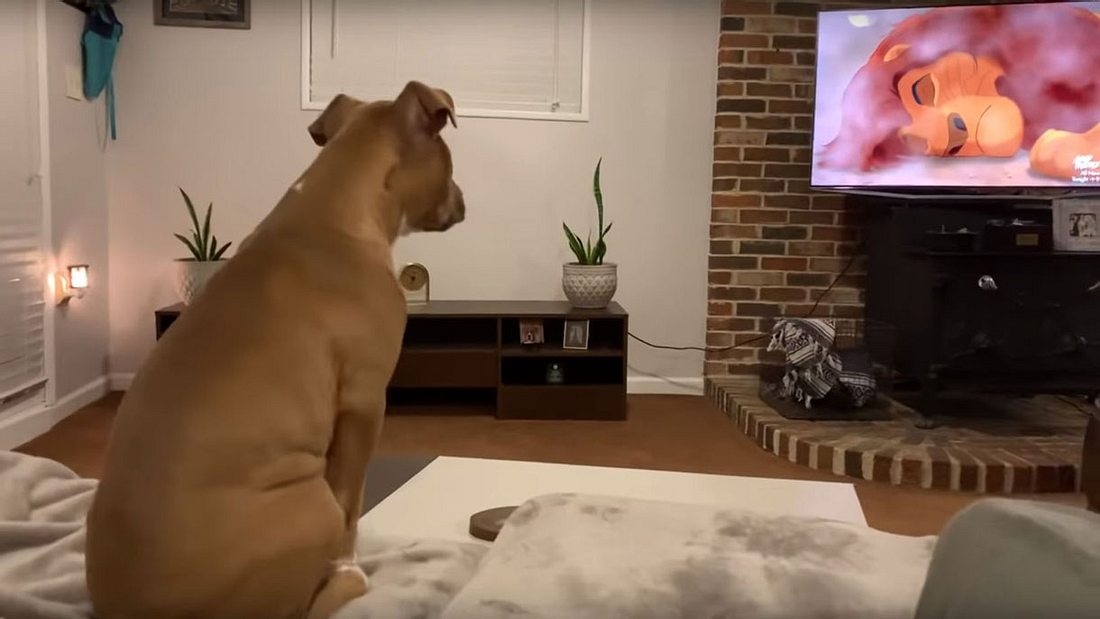 Pitbull Luna schaut Der König der Löwen Pitbull Luna schaut Der König der Löwen