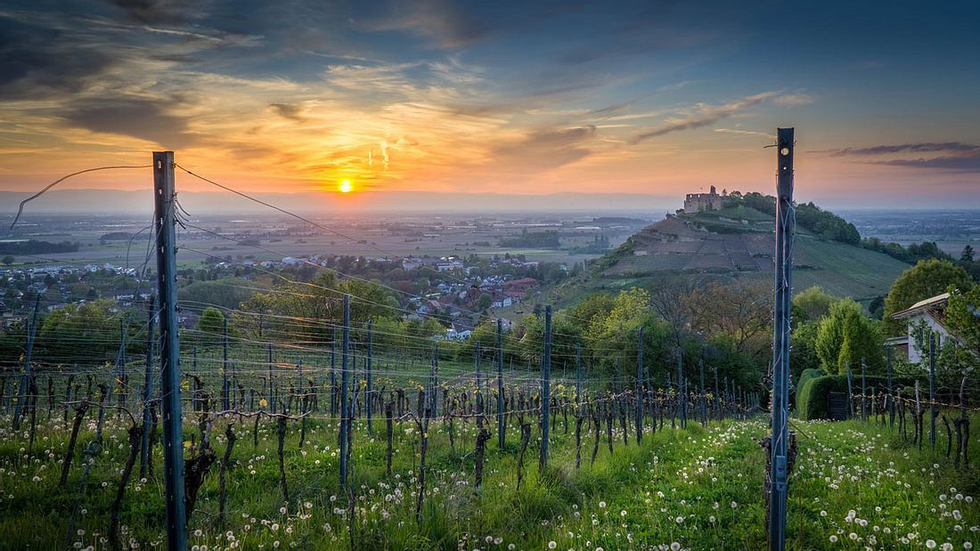 Breisgau Breisgau