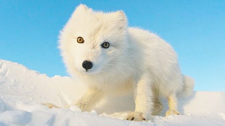 Polarfuchs - Foto: iStock / DmitryND