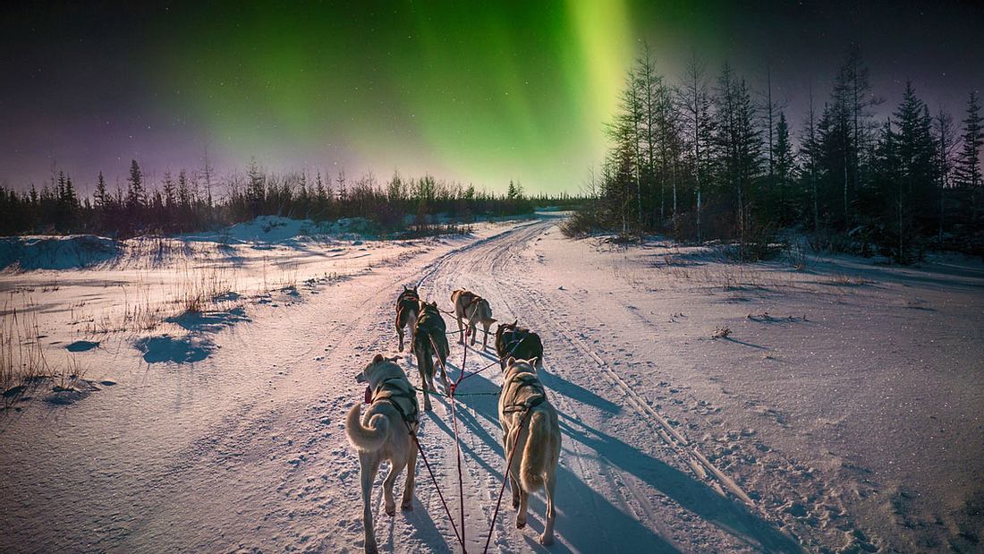 Schlittenhunde im Polarlicht