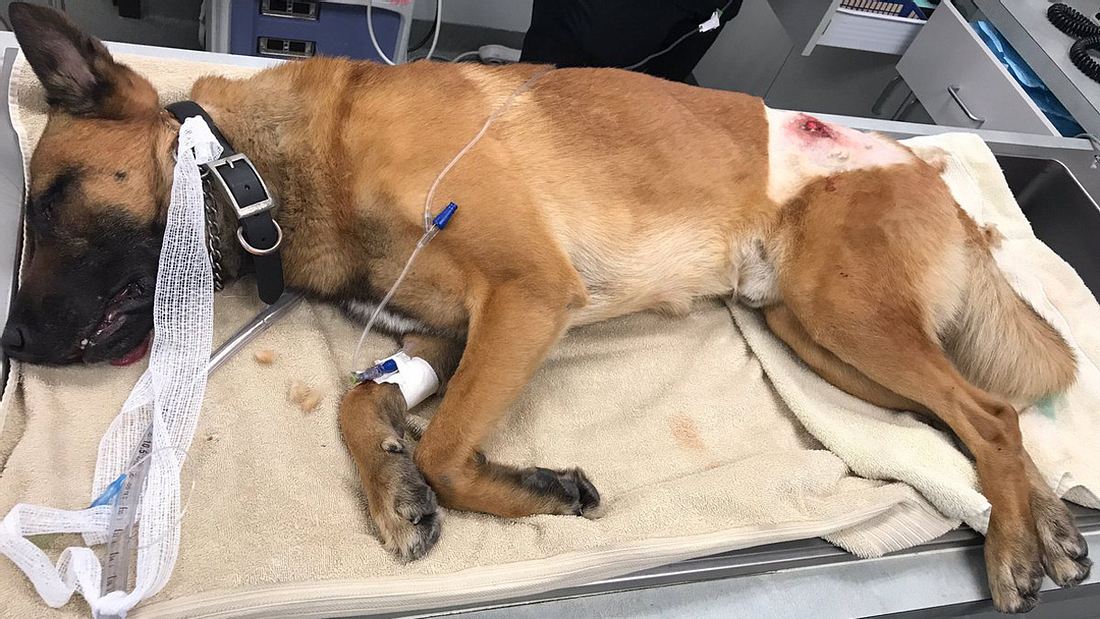 Polizeihund Kasper wirft sich in Kugelhagel, um seinen Partner zu retten