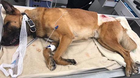 Polizeihund Kasper wirft sich in Kugelhagel, um seinen Partner zu retten - Foto: Twitter/PBCountySheriff