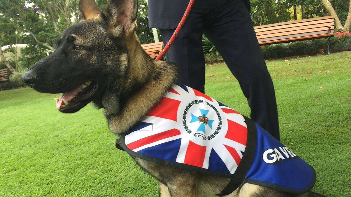 Ex-Polizeihund Gavel ist ab sofort Vice-Regal Dog